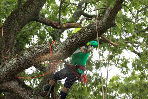 Best Emergency Tree Removal  in Burgaw, NC