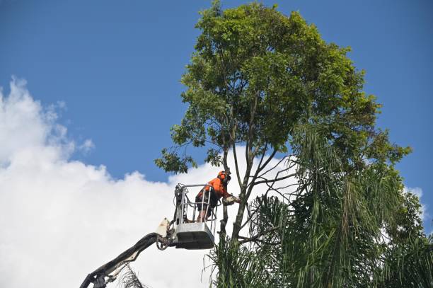 Professional Tree Removal Services in Burgaw, NC