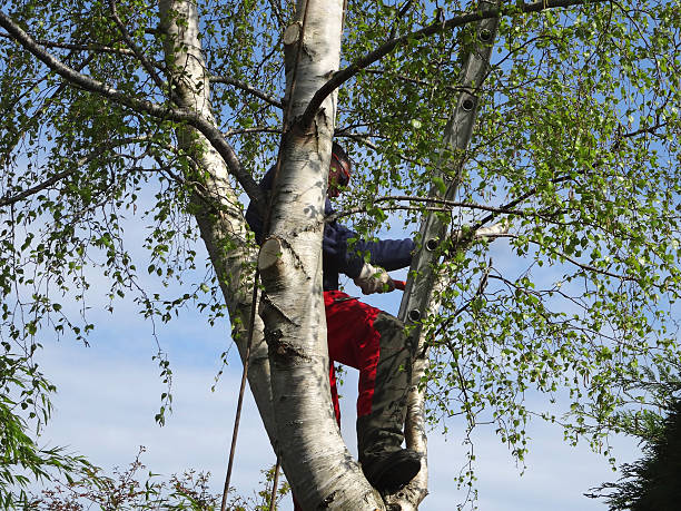 Best Tree Health Inspection  in Burgaw, NC